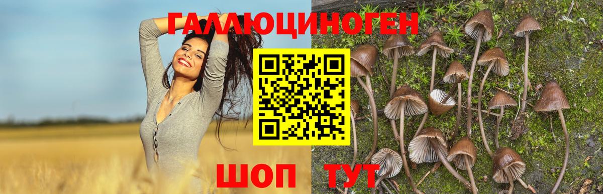 Псилоцибиновые грибы Psilocybe  Вход с VPN  Кострома 